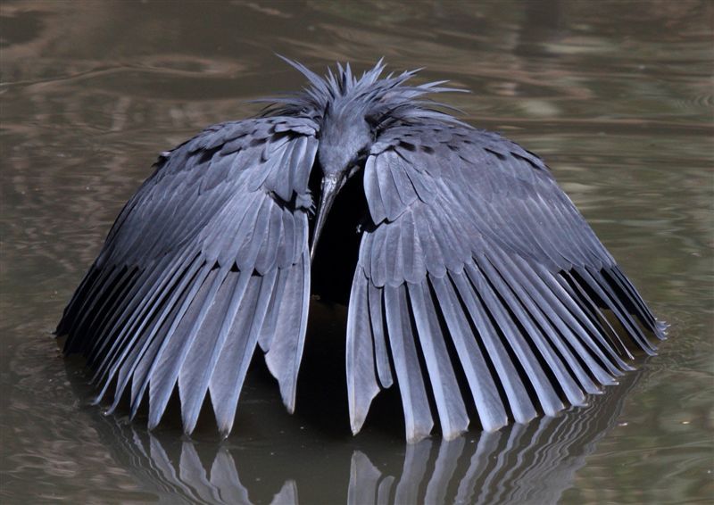 14 Days Uganda Birding Tour