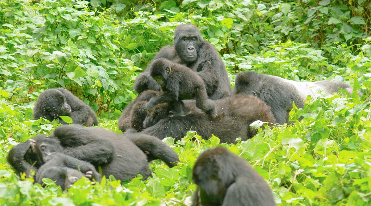 15 Days Uganda Safari with Paramount Gorilla Expeditions