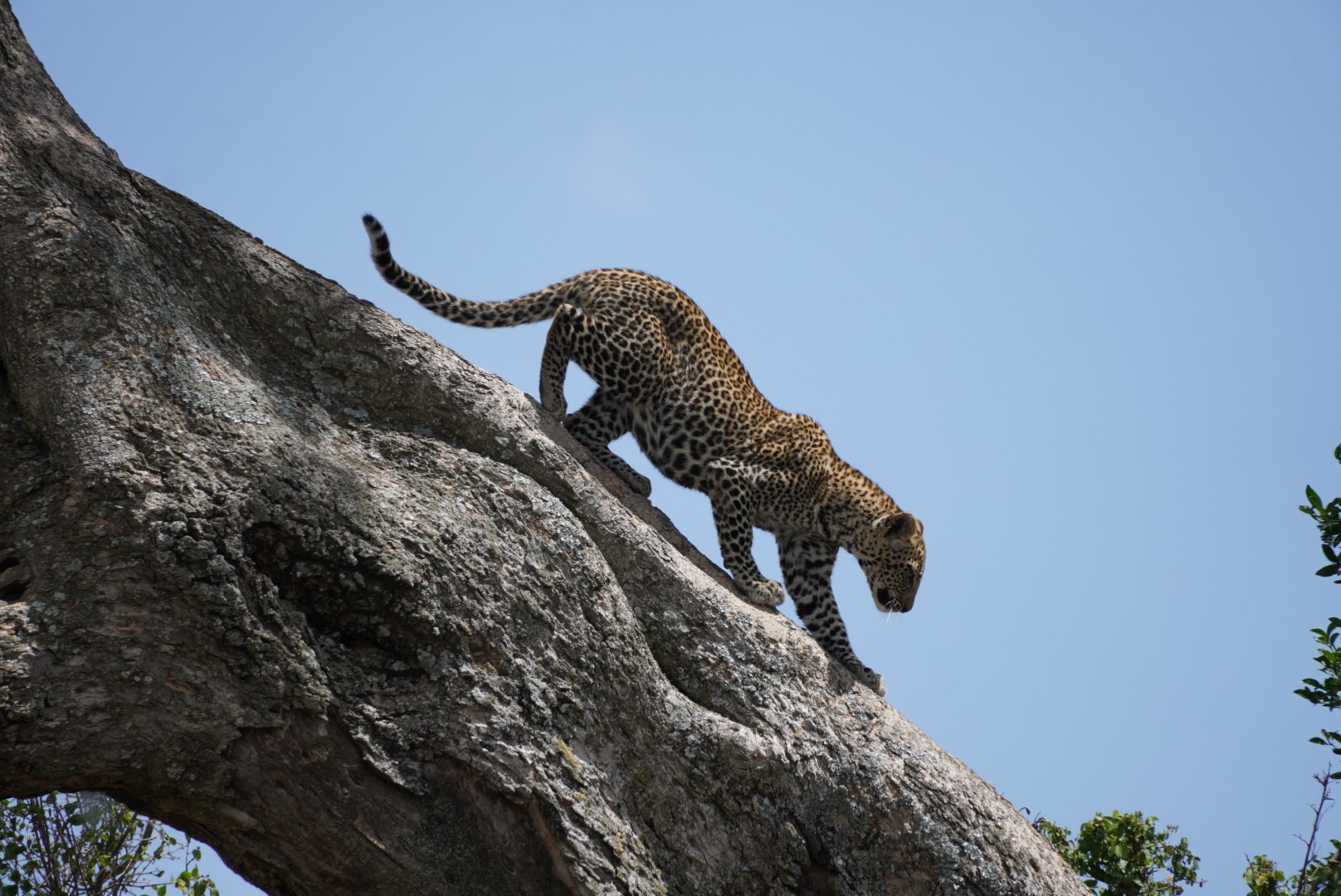 14 Days Uganda safari wildlife Group Tour