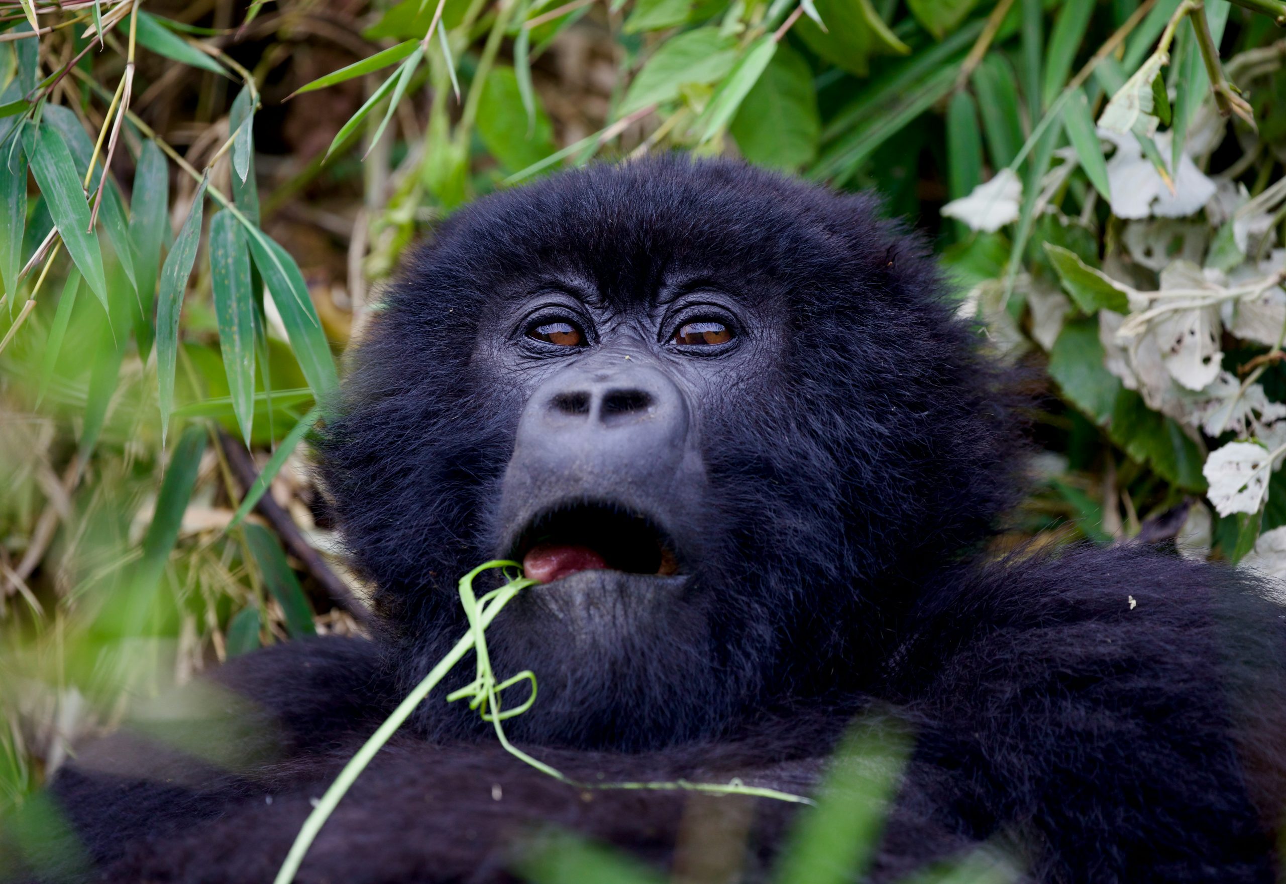 3 days gorilla trekking bwindi impenetrable national park uganda
