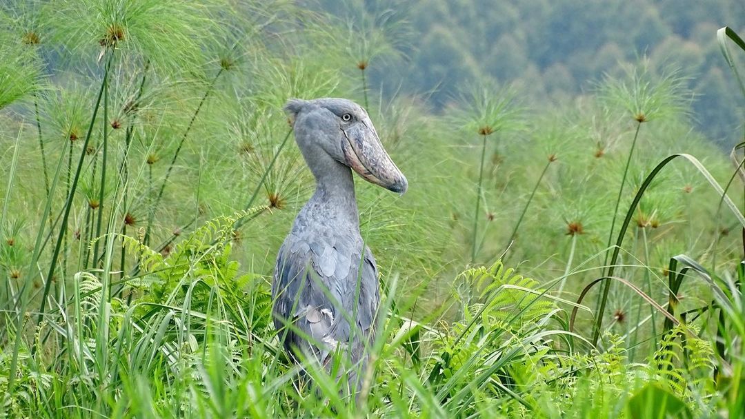 24 Days Uganda Birdwatching Tour