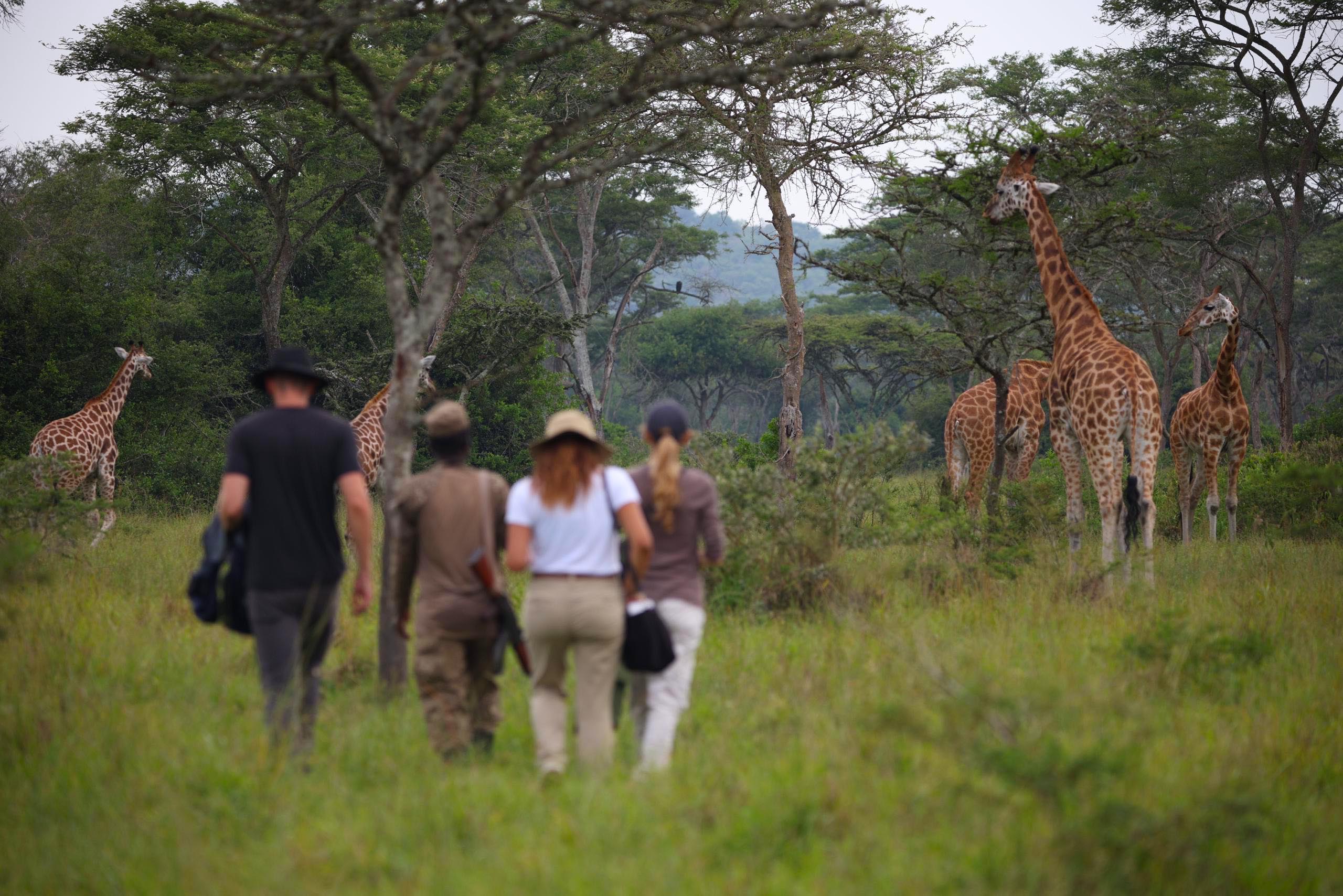 18 Day Best of Uganda Safari