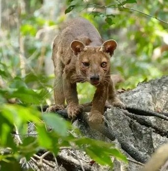 Tsingy de Bemaraha, Kirindy Forest and the Avenue of the Baobabs in 4 Days
