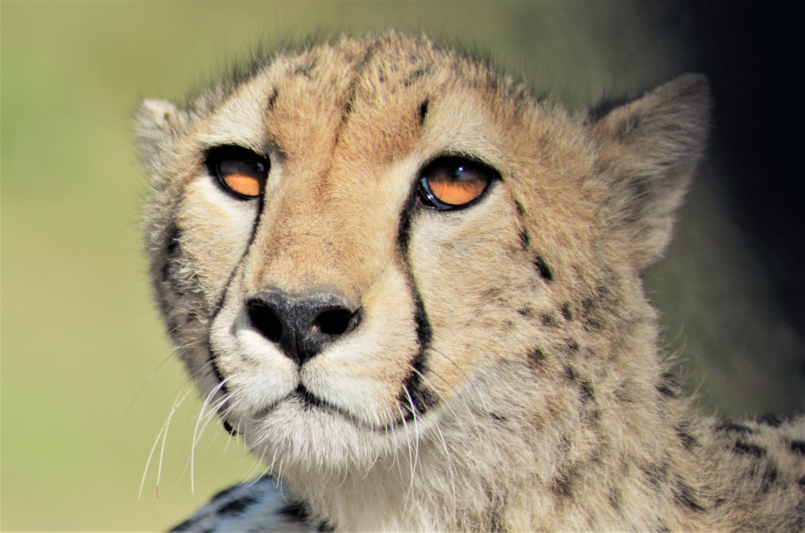 4-Day Tanzania Safari Tarangire, Serengeti & Manyara