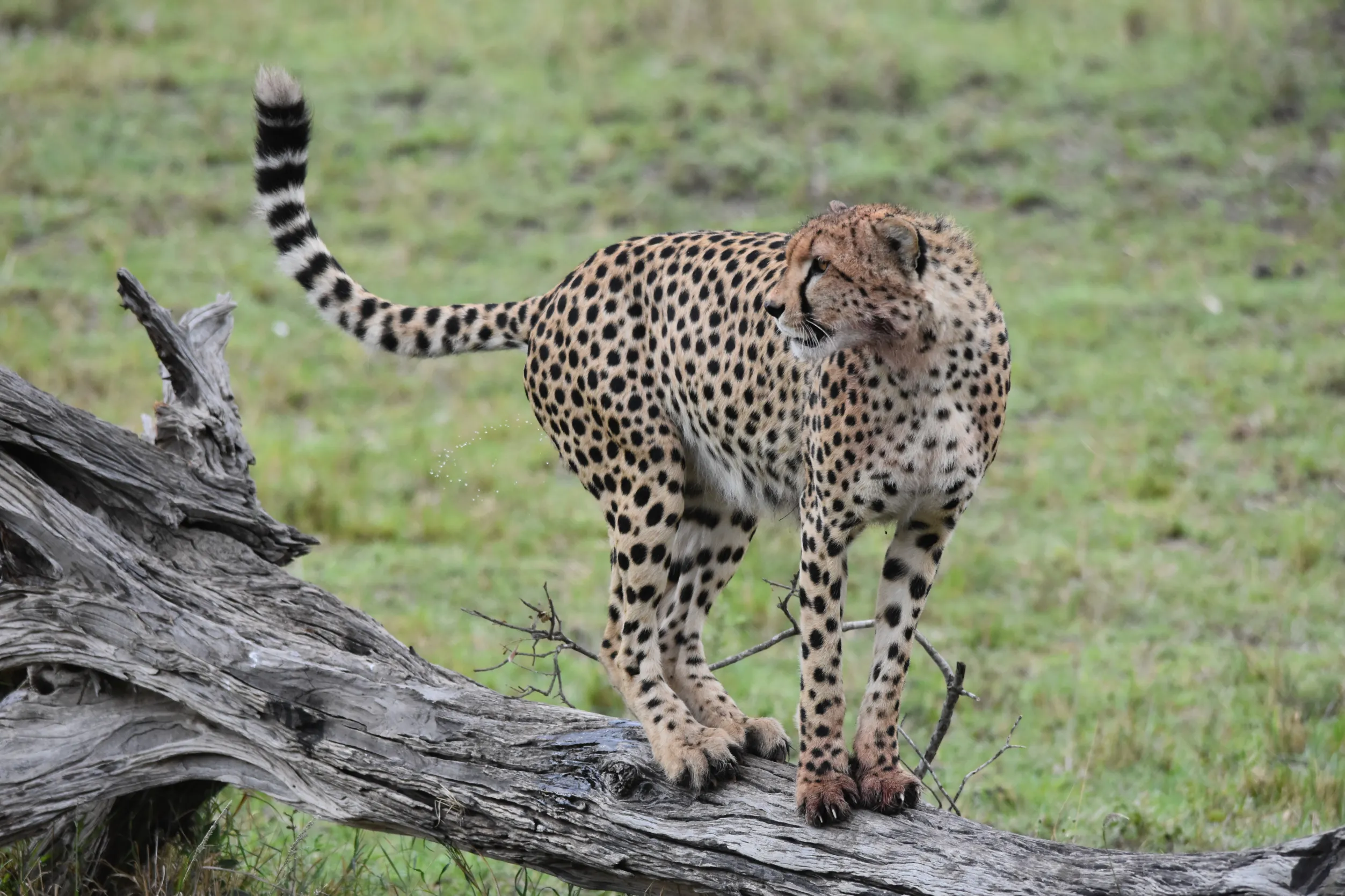 East Africa Migration