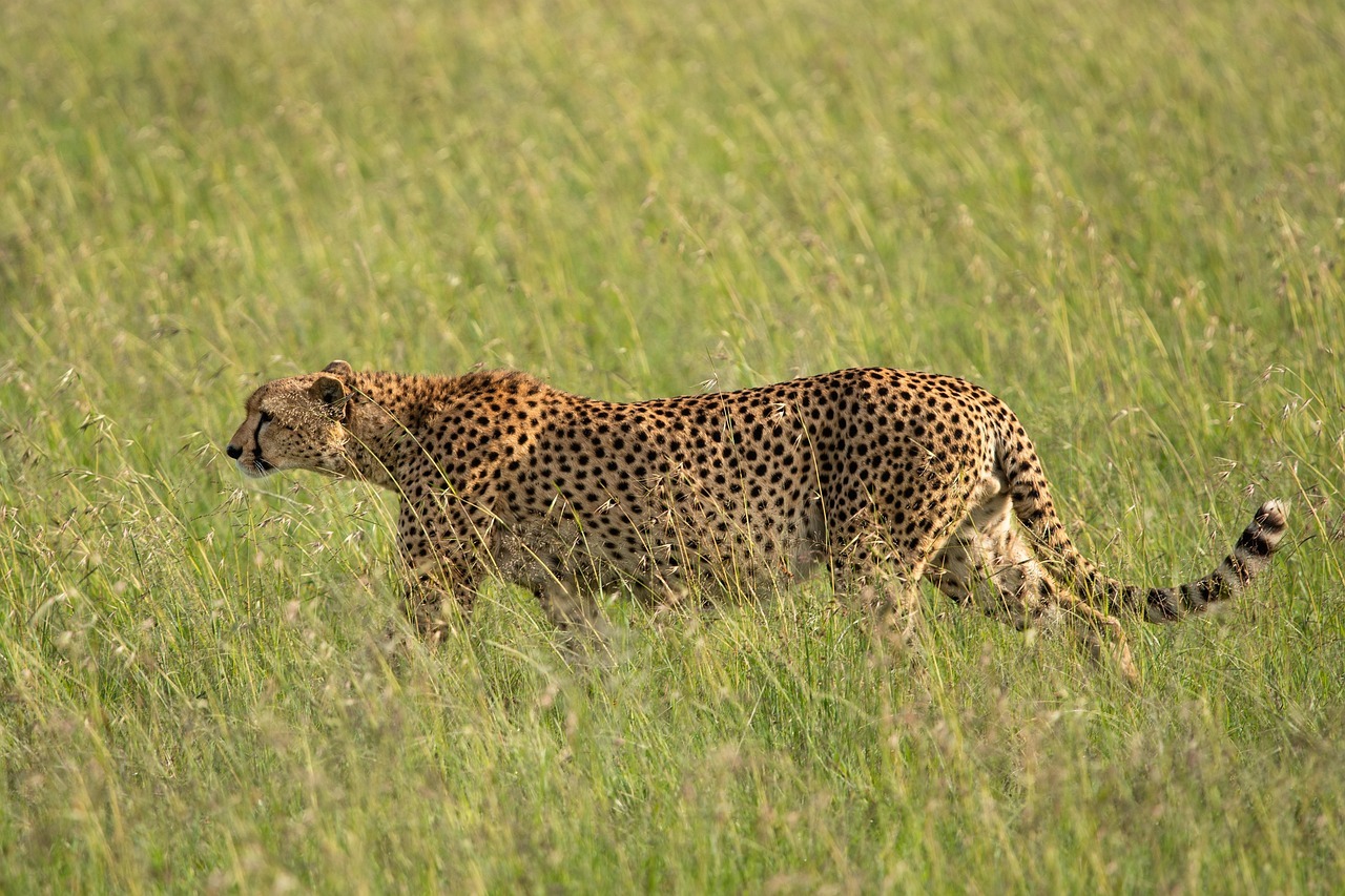3 Days Masai Mara safari