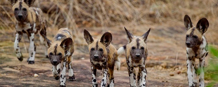 3 Days Safari To Selous Game Reserve