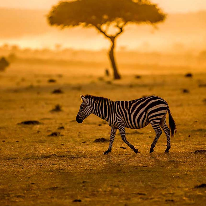 4 Days The African Wildlife And Iconic Heritage