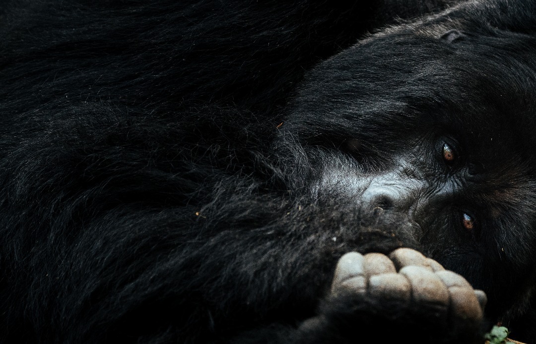 6-Nights Uganda Gorilla & Wildlife Safari