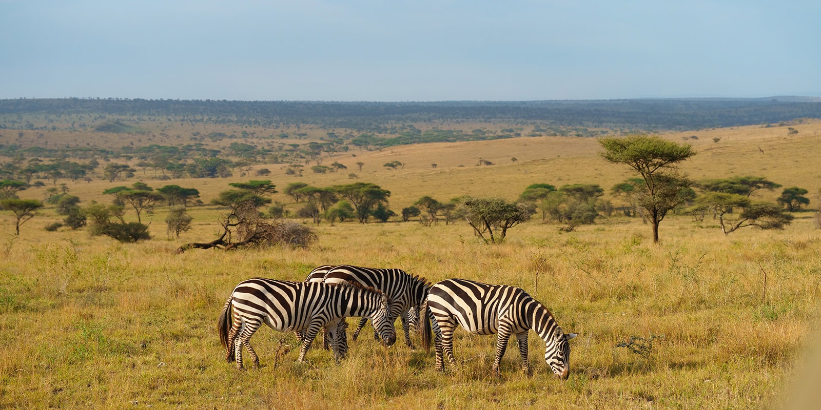 4-DAY SERENGETI & NGORONGORO SAFARI (LUXURY)