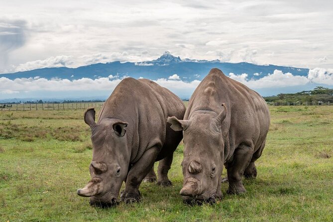 3 Day Ol pejeta Conservancy Safari