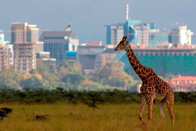 ½ Day Nairobi National park tour during airport layover
