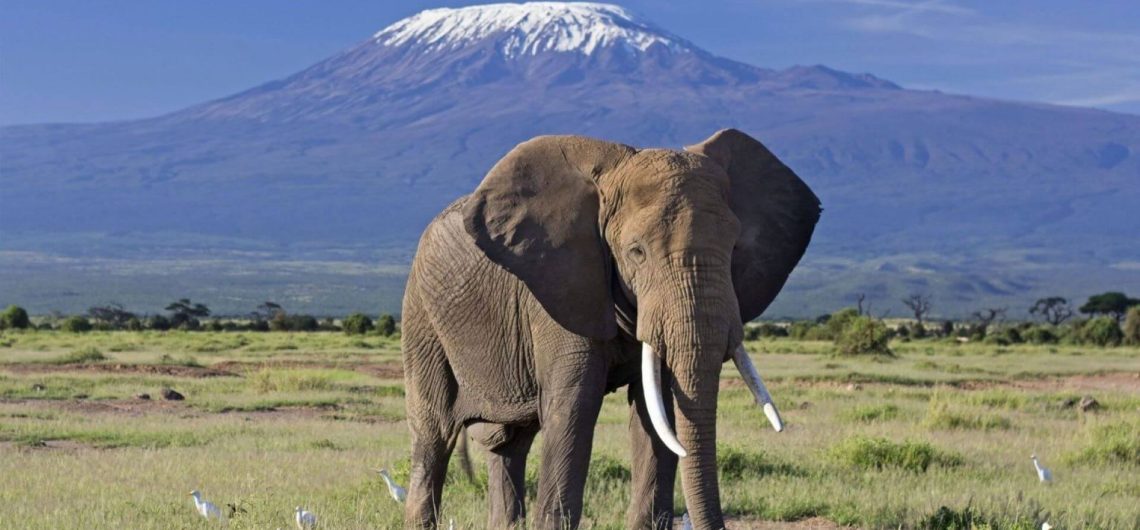 2 Day Amboseli Private Safari