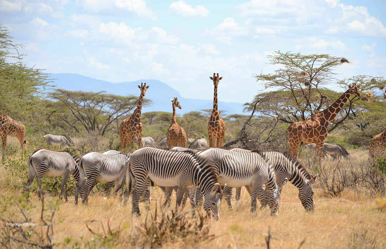 3-Days Samburu Reserve Safari