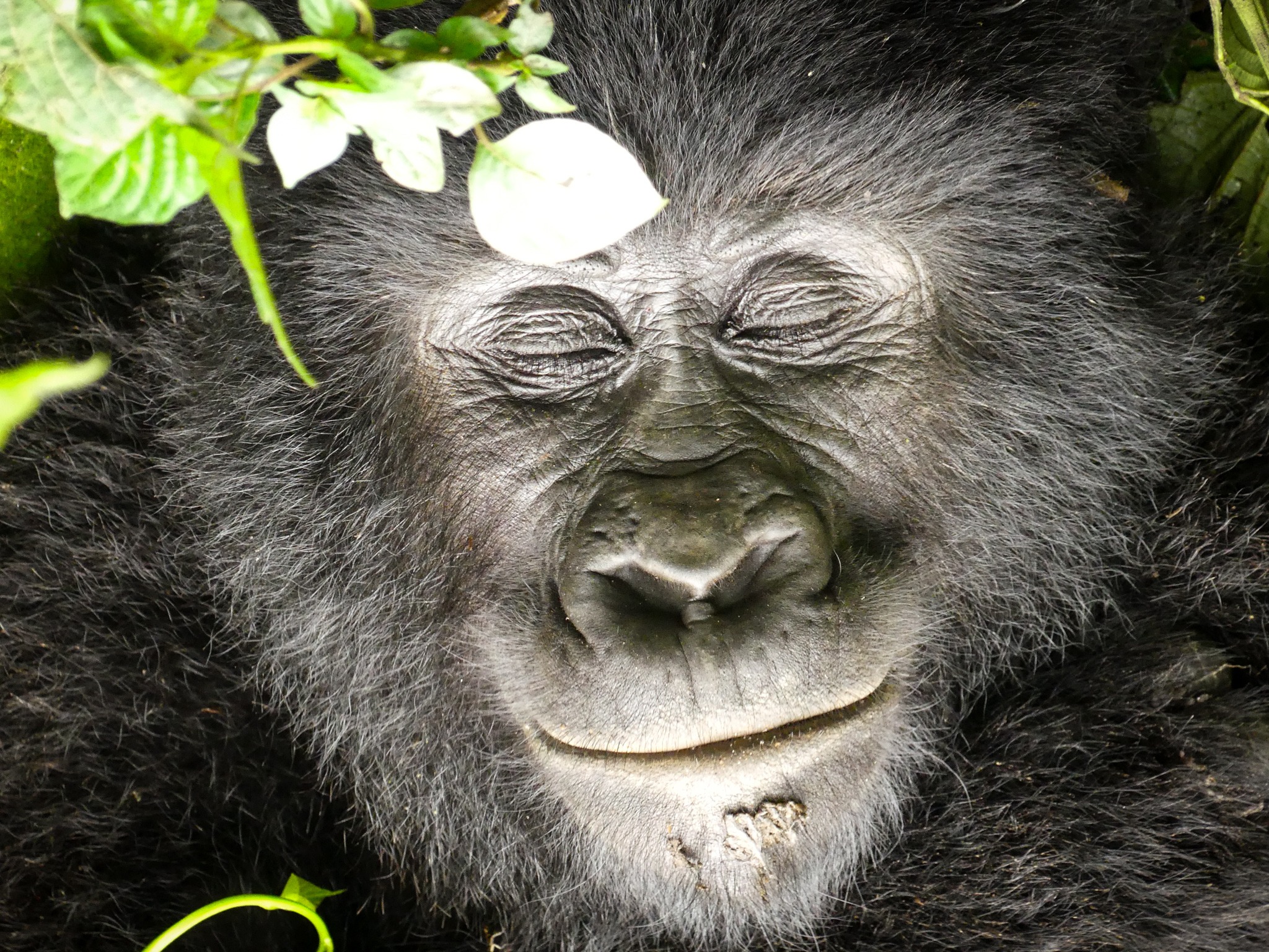 6 Days Rwanda & Uganda Double Gorilla Trekking Safari