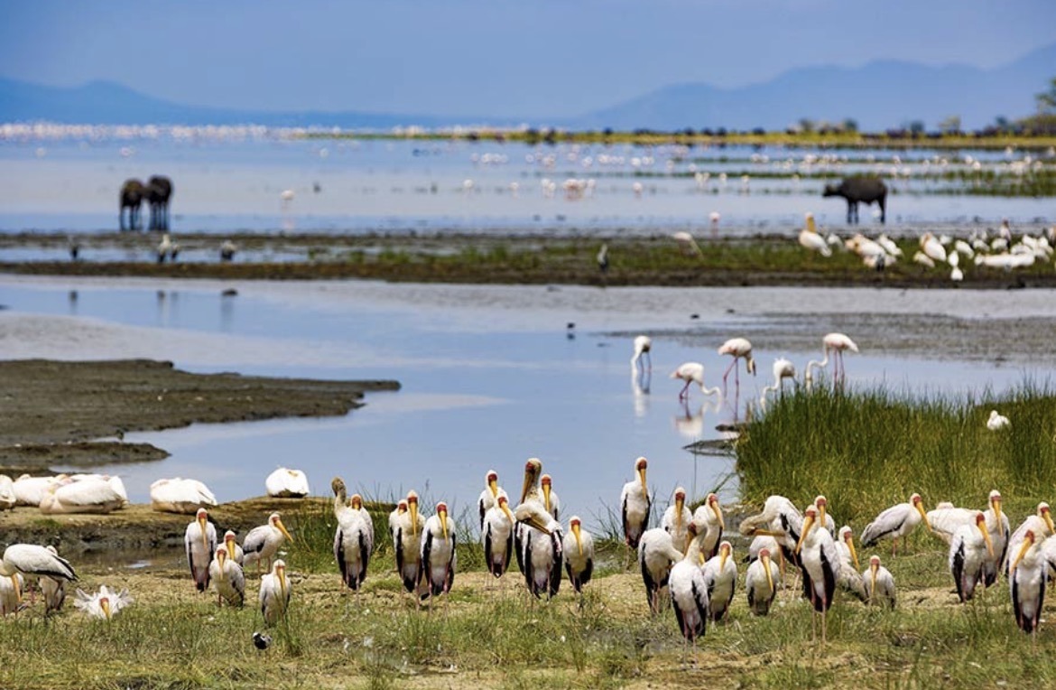 3 - Days Tarangire, Ngorongoro & Lake Manyara