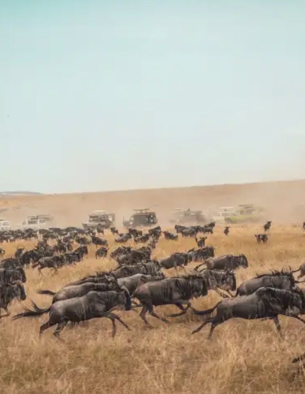 6 - Days Tanzania Wildebeests Migration