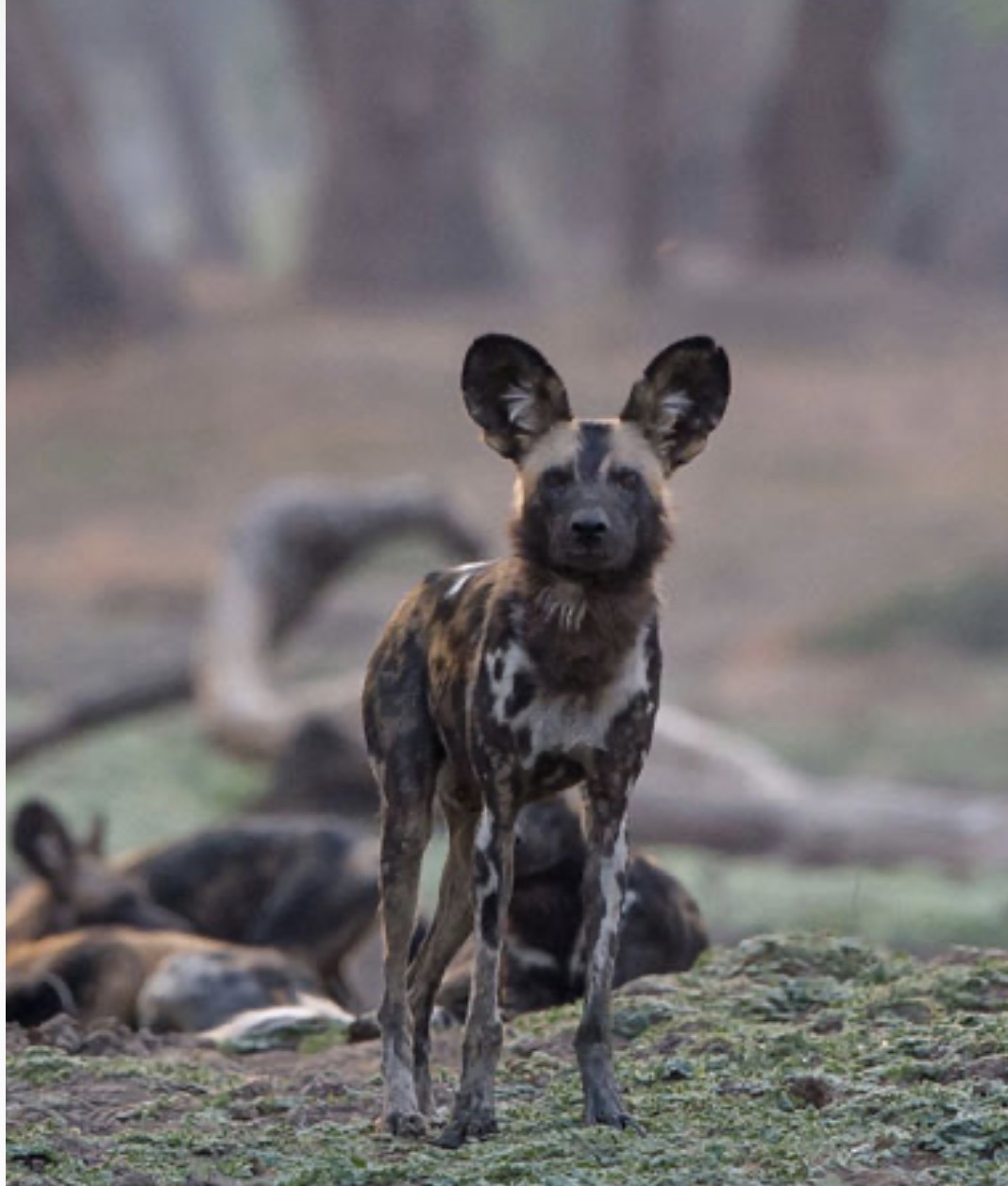 4 Days Mikumi National Park
