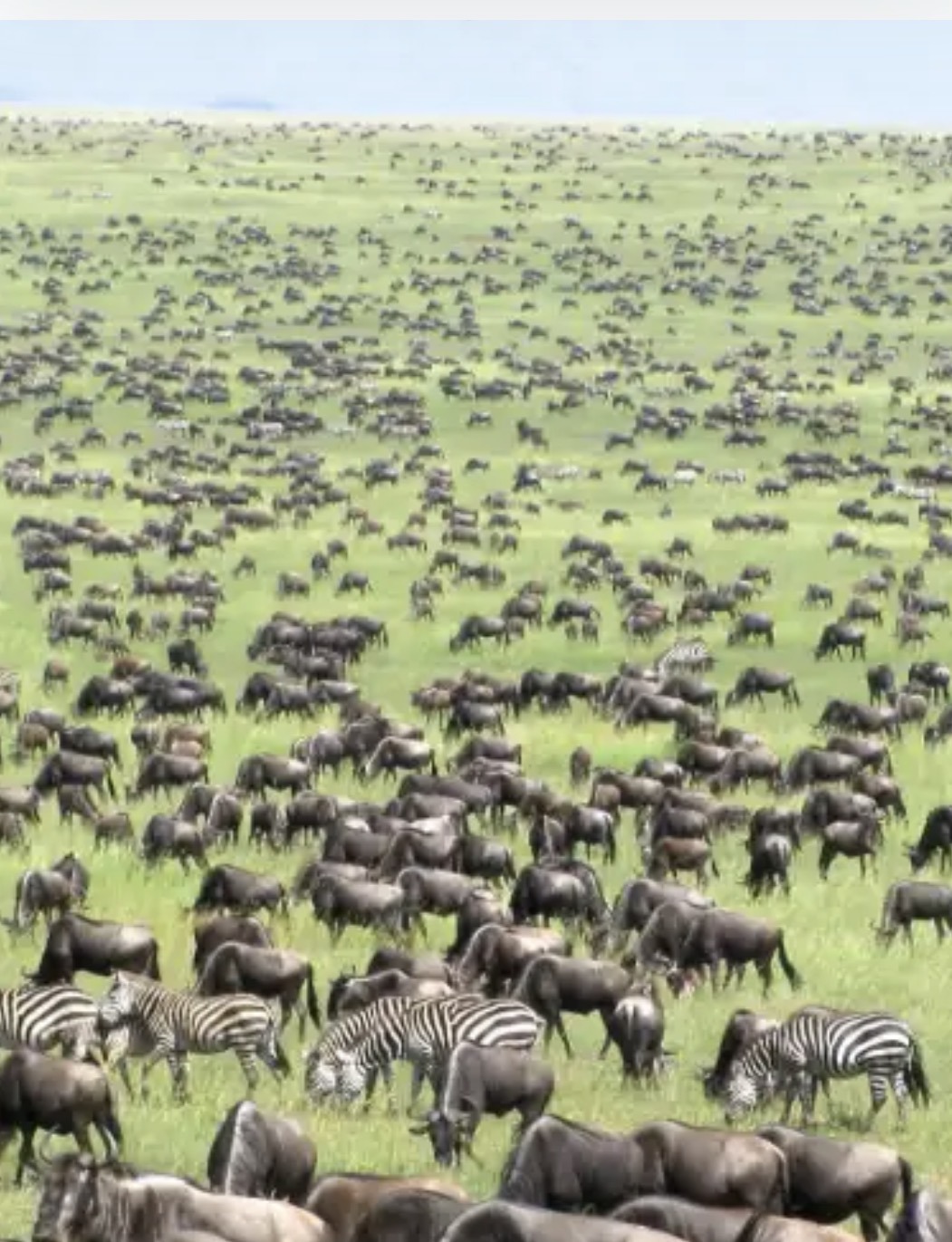 5 - Days Wildebeests Migration In Ndutu