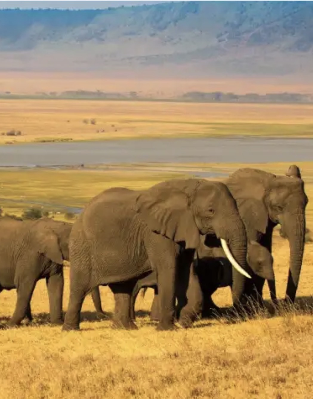4 - Days Tarangire And Ngorongoro National Park