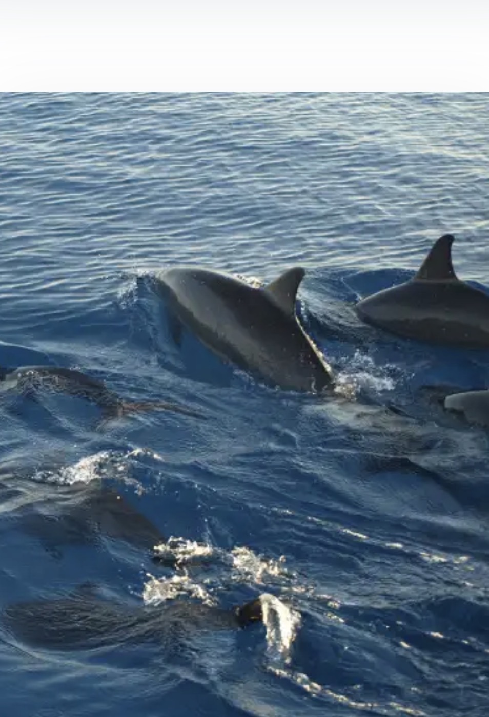 Dolphin Kizimkazi